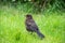 Close up of a baby blackbird