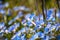Close up of Baby Blue Eyes Nemophila menziesii wildflowers, California