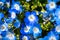 Close up of Baby Blue Eyes Nemophila menziesii wildflowers, California