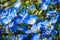 Close up of Baby Blue Eyes Nemophila menziesii wildflowers, California