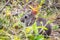 Close up of baby brush rabbit sitting still in the shrubs; ticks attached to its long ears; California; Brush Rabbit is a species