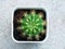 Close Up Baby Cactus Echinopsis calochlora