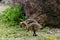 Close-up on baby Canadian geese picking the ground