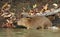 Close up of a baby Capybara on a river bank