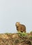 Close up of a baby Capybara standing on a river bank