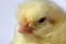 Close-up baby chicken head