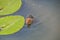 Close Up Of A Baby Eurasian Coot