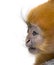 Close-up of a baby Francois Langur (1 month)