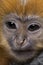 Close-up of a baby Francois Langur