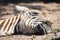 Close-up of baby Grevy zebra on ground