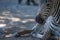 Close-up of baby Grevy zebra lying down