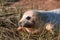 Close Up Baby Grey Seal from the Donna Nook Seal Colony