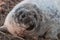 Close Up Baby Grey Seal from the Donna Nook Seal Colony