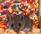 Close up of a baby house mouse in front of colorful candy jimmies or shots.