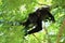 Close up of a Baby Howler Monkey up a Tree in the Jungle
