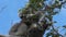 Close up of a baby koala eating eucalyptus leaves at cape otway