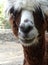 Close up of baby llama - brown cute fluffy hair