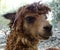Close up of baby llama - brown cute fluffy hair