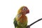 Close Up Of Baby Lovebird Has Incomplete Feather Standing On Branches