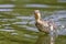 Close up of a baby Mallard duckling leaping out of water trying to catch an insect