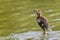 Close up of a baby Mallard duckling leaping from water trying to catch an insect