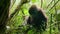 Close up of Baby mountain gorillas