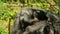 Close up of Baby mountain gorillas