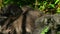 Close up of Baby mountain gorillas