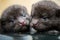 close-up of baby otters, their eyes and paws perfectly in focus