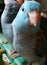 Close-up baby Pacific blue parrotlet