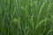 Close Up Baby Rice Pure Green Paddy Plant