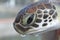 Close up of a baby seaturtle