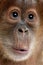 Close-up of baby Sumatran Orangutan