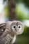 Close up of a baby Tawny Owl