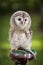 Close up of a baby Tawny Owl