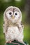 Close up of a baby Tawny Owl