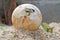 Close up Baby Tortoise Hatching