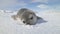 Close-up baby Weddell seal, Antarctica.