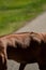 Close-up of the back of a beautiful Rhodesian Ridgeback