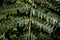 Close up of the back of fern leaves