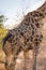 Close-Up of Back of Giraffe, Savannah, South Africa