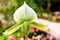 Close up back of lady slipper flower. Paphiopedilum Maudiae orchi