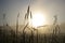 Close up of back lit grass at dawn