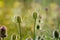 Close up of back lit Teasels with spiky flower head and purple flowers