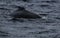 Close up of the back from a male humpback whale, megaptera novaeangliae, with many scars visible