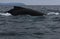 Close up of the back from a male humpback whale, megaptera novaeangliae, with many scars visible