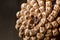 Close-up of the back of a pine cone isolated on black, showing the patterns of the fibonacci numbers.Pine cones on wooden