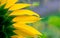 Close up back of vibrant sunflower rear view background textures