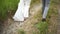 Close-up. Back view. Legs. The bride and groom are walking on the field. A couple is walking along a forest road.