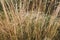 Close up background of beige autumn grass stems